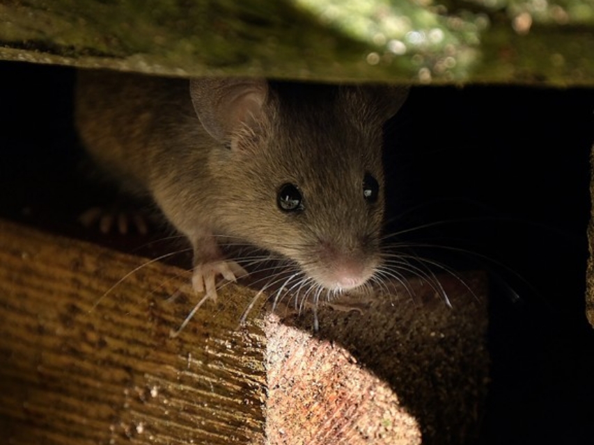 Ah2a AH2A Dératisation 1 189